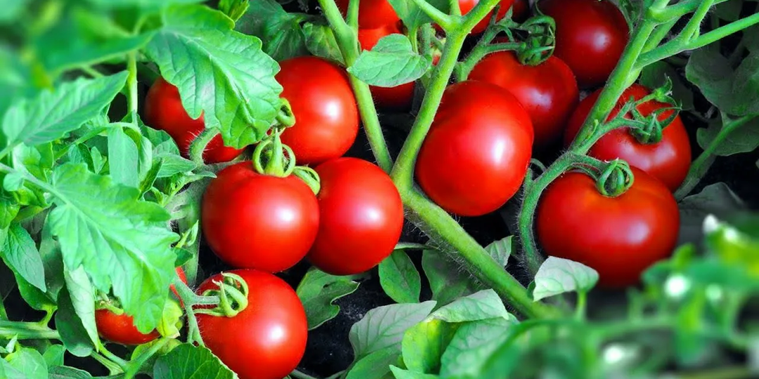 Секретный способ посадки томатов, который гарантирует рекордный урожай: раскрываем все тонкости агротехники