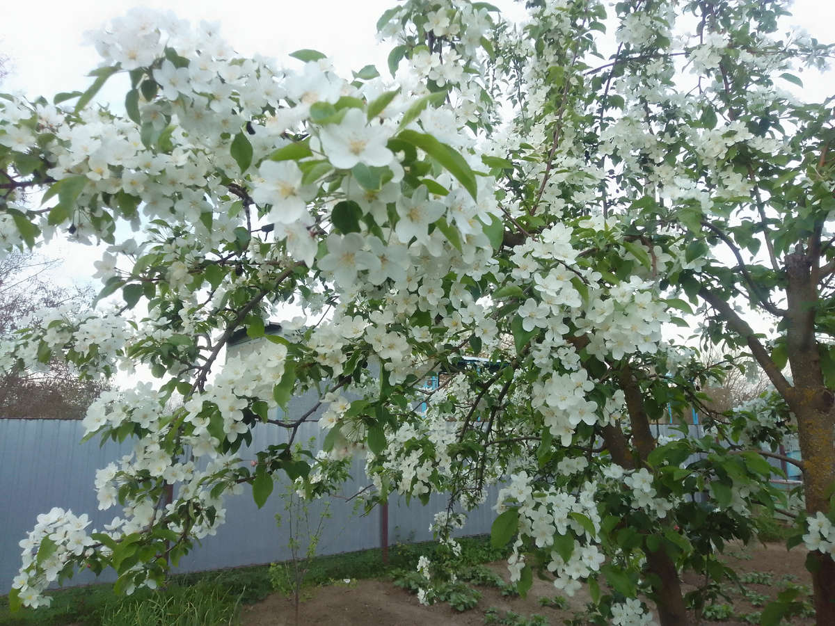 Яблоня в цвету