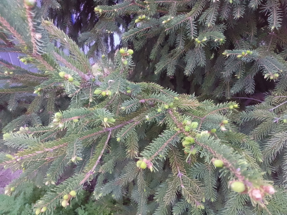 Ёлочка весной