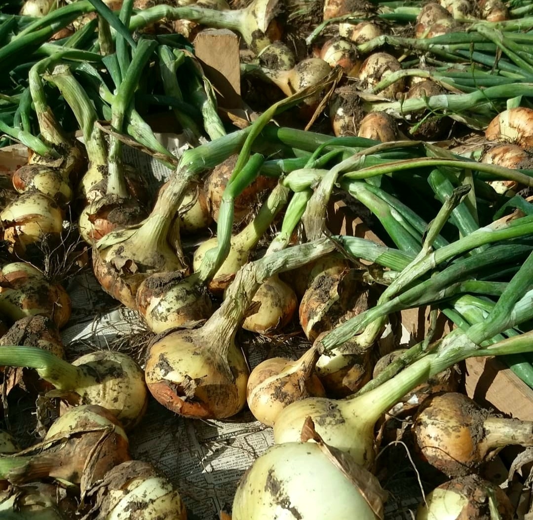 Фото автора.