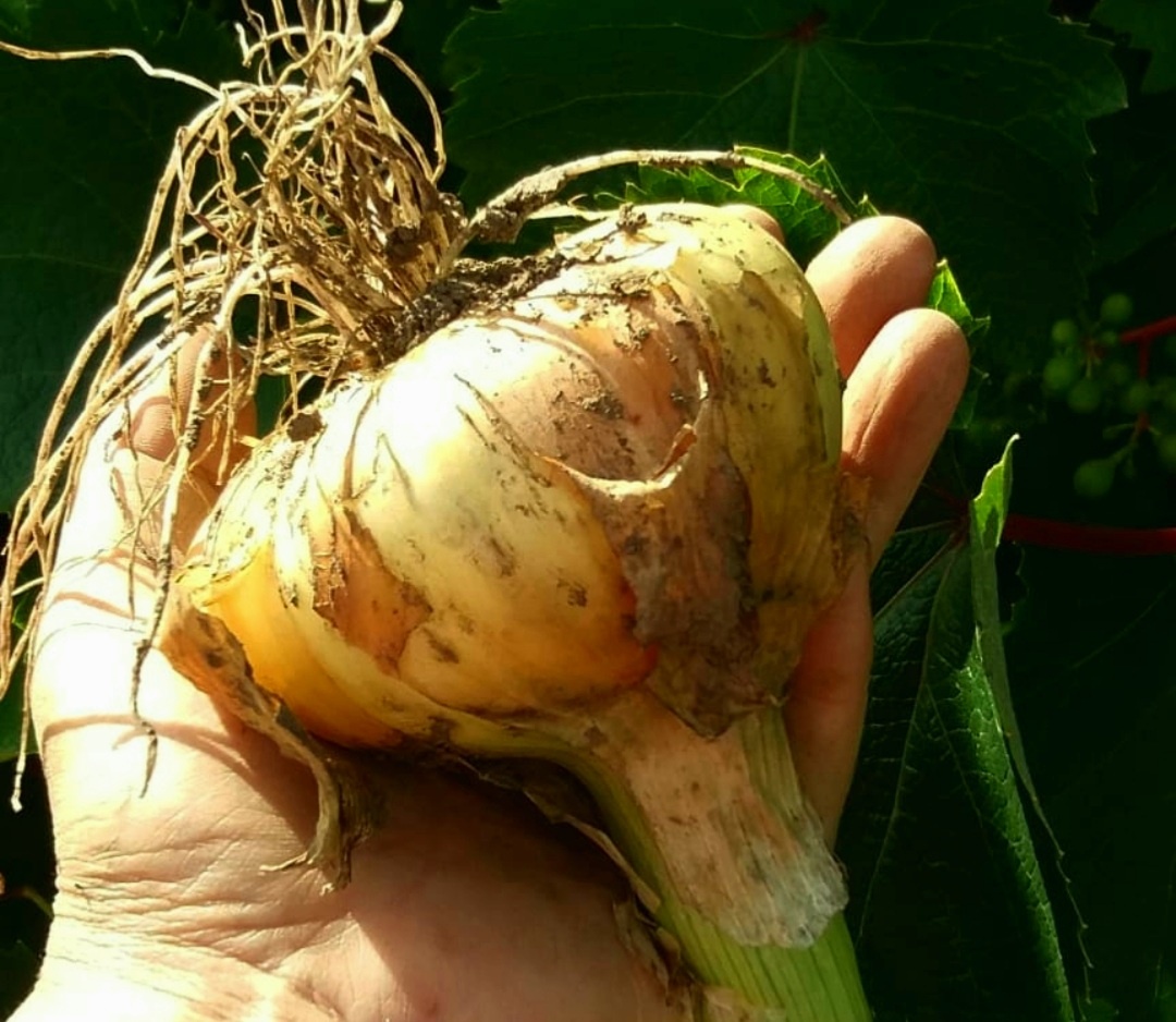 Фото автора.