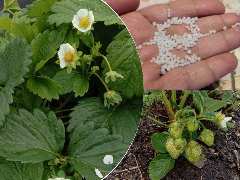 Удобно использовать водорастворимые удобрения, которыми можно опрыскать по листу.