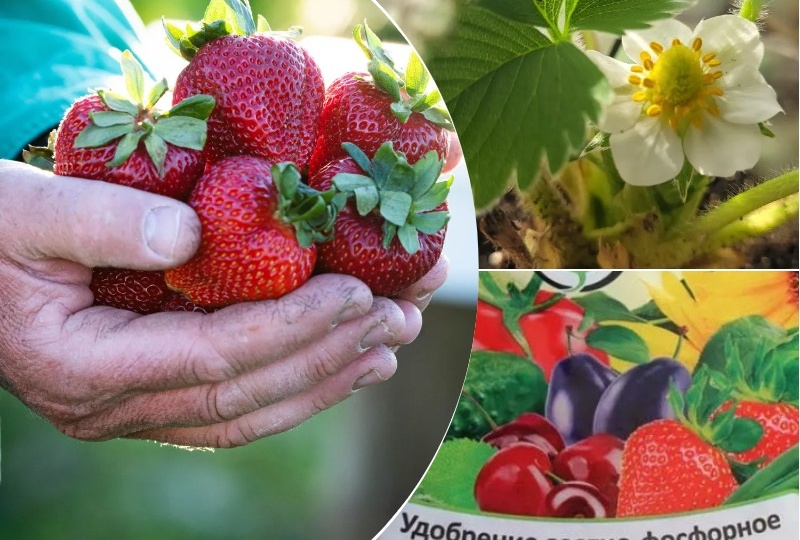 Чем подкормить клубнику весной — 7 рекомендаций и лучшие варианты удобрений для богатого урожая