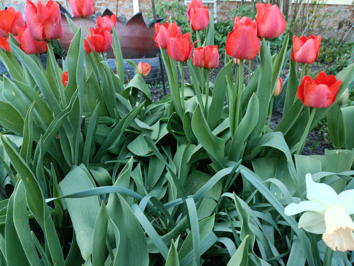 Цветут тюльпаны