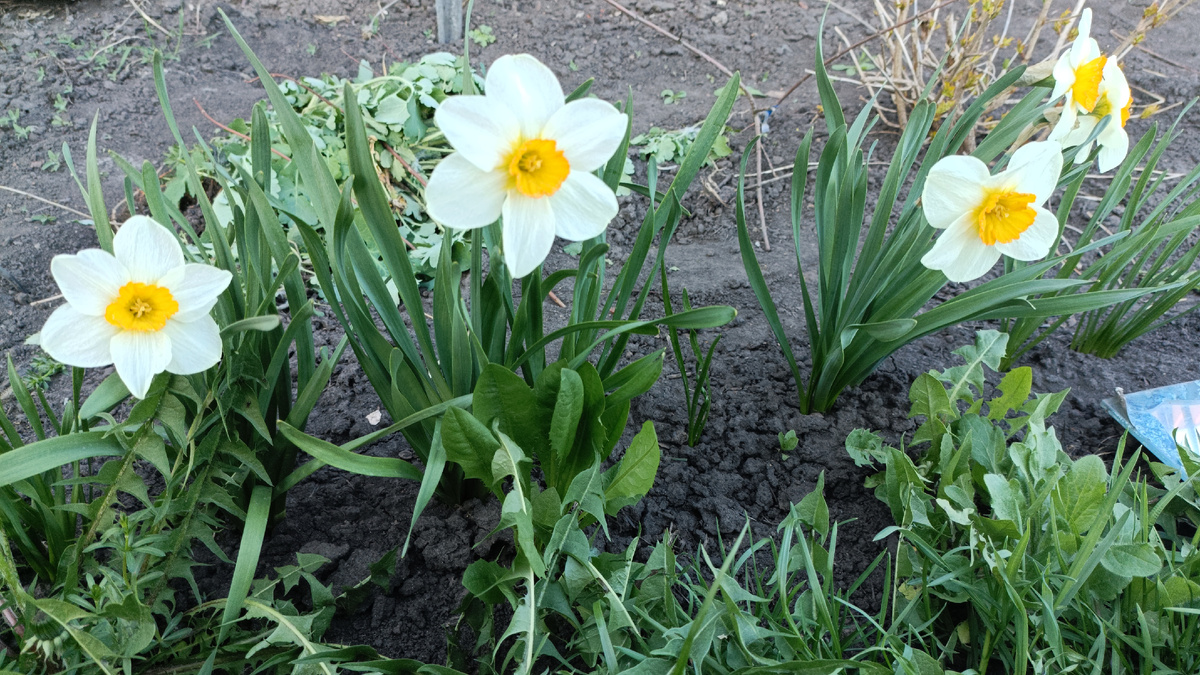 Нарциссы, посаженные осенью