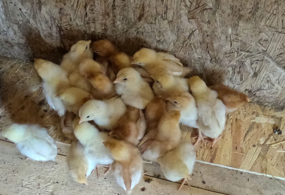 Цыплята ломан браун