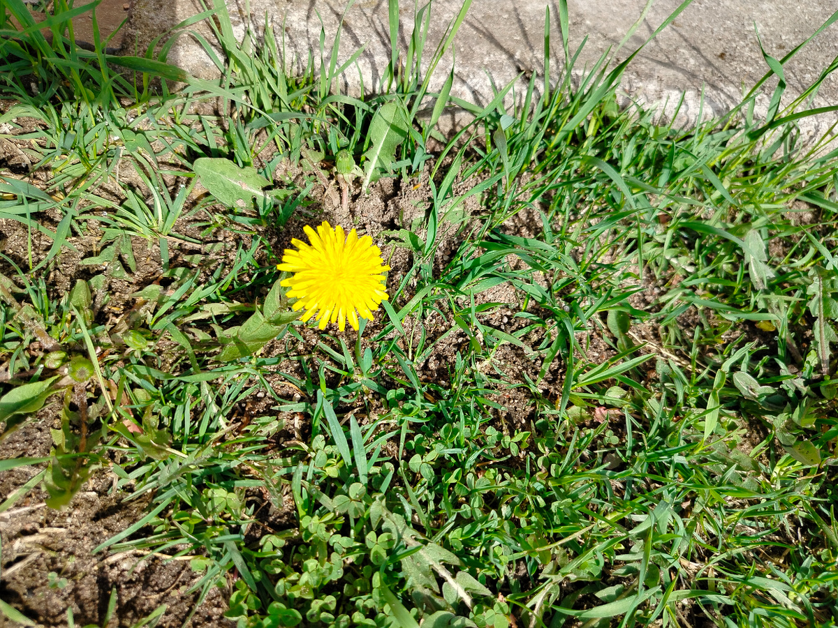 Одуванчик у входа в дом. Этих милых сорняков-солнышек уже много распустилось