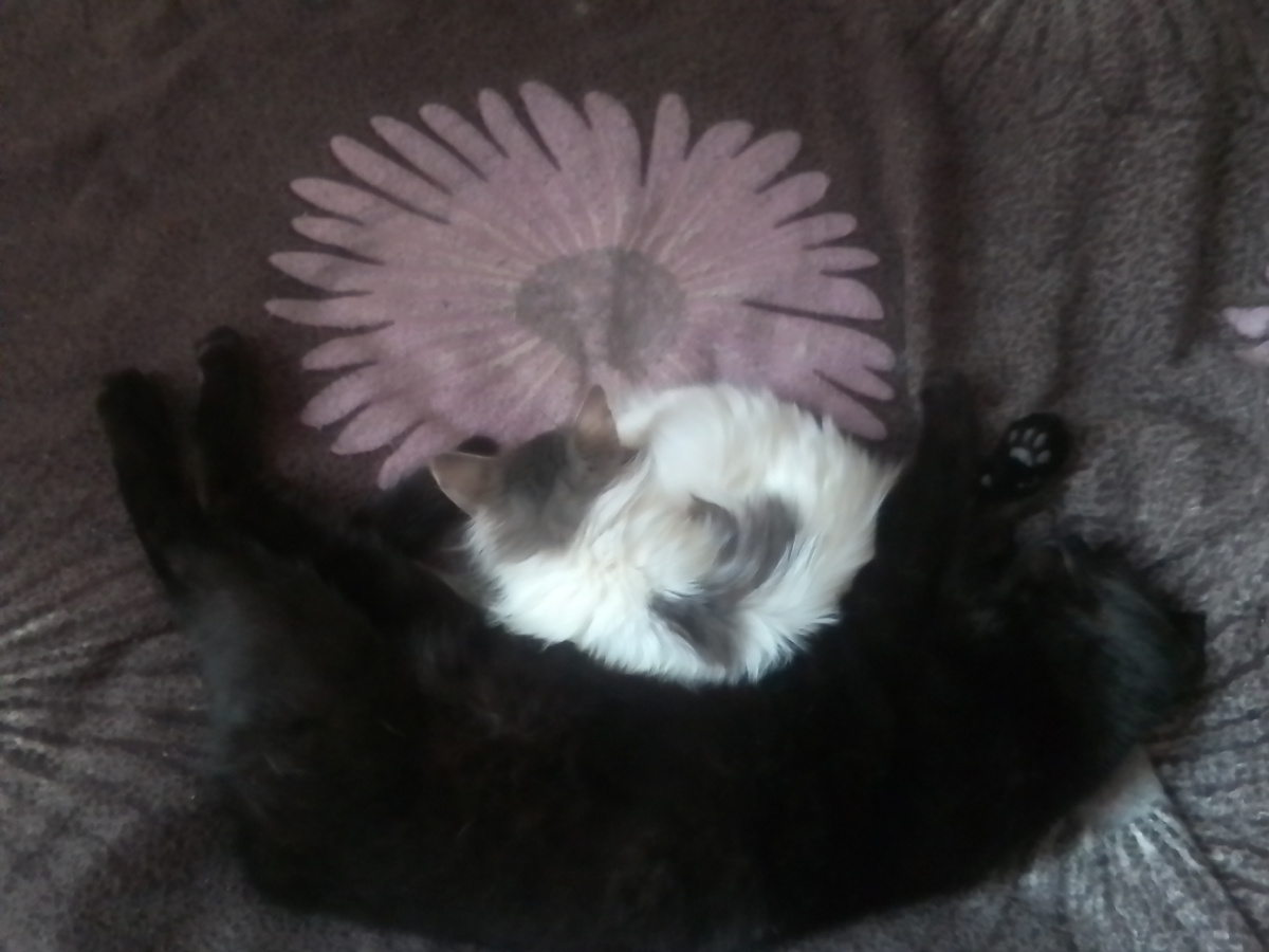 фото автора - тоже подпадает в ценность - наблюдать за ними и фотографировать тоже интересно