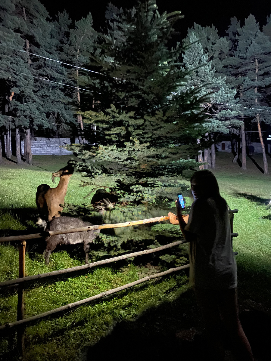 Ночная жизнь домашних козочек 