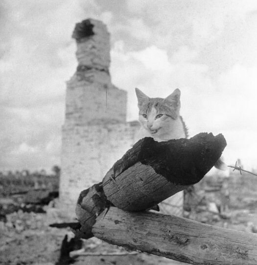 Как кошки помогали во время войны