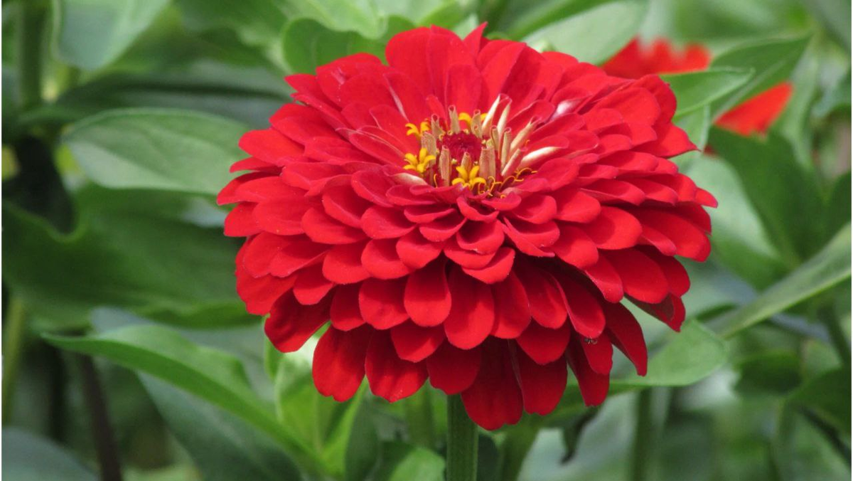 Цинния Красный Великан