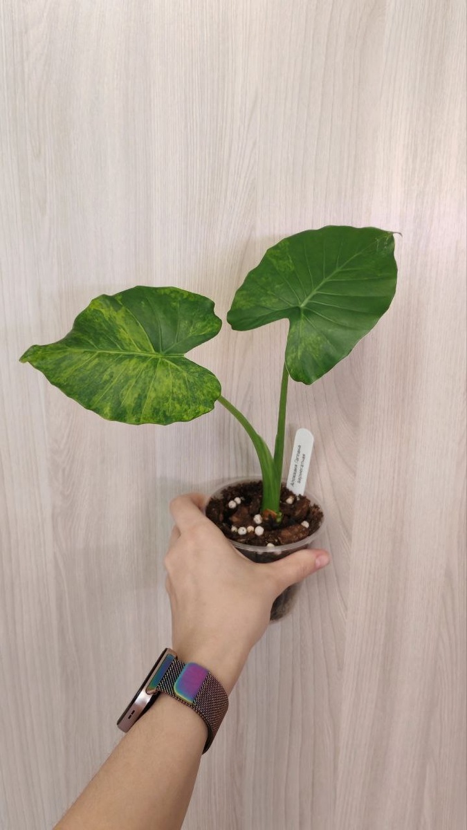 28,01 у заводчицы