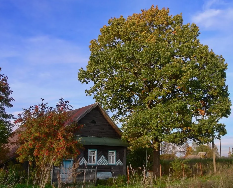 Вяз возле дома