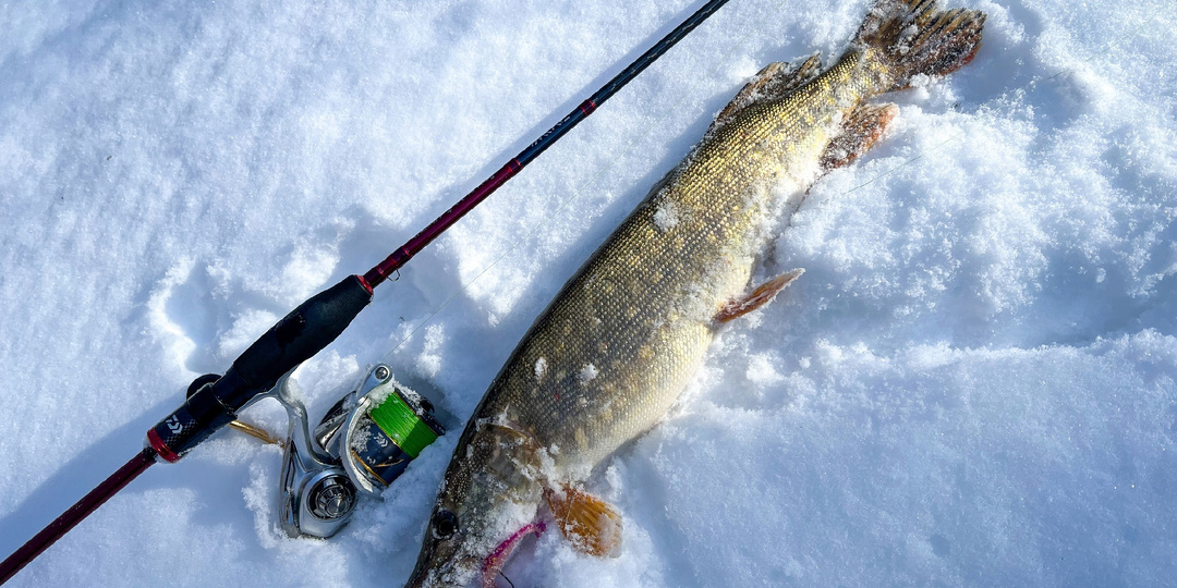 Весенняя щука на малых реках: когда клев особенно хорош?