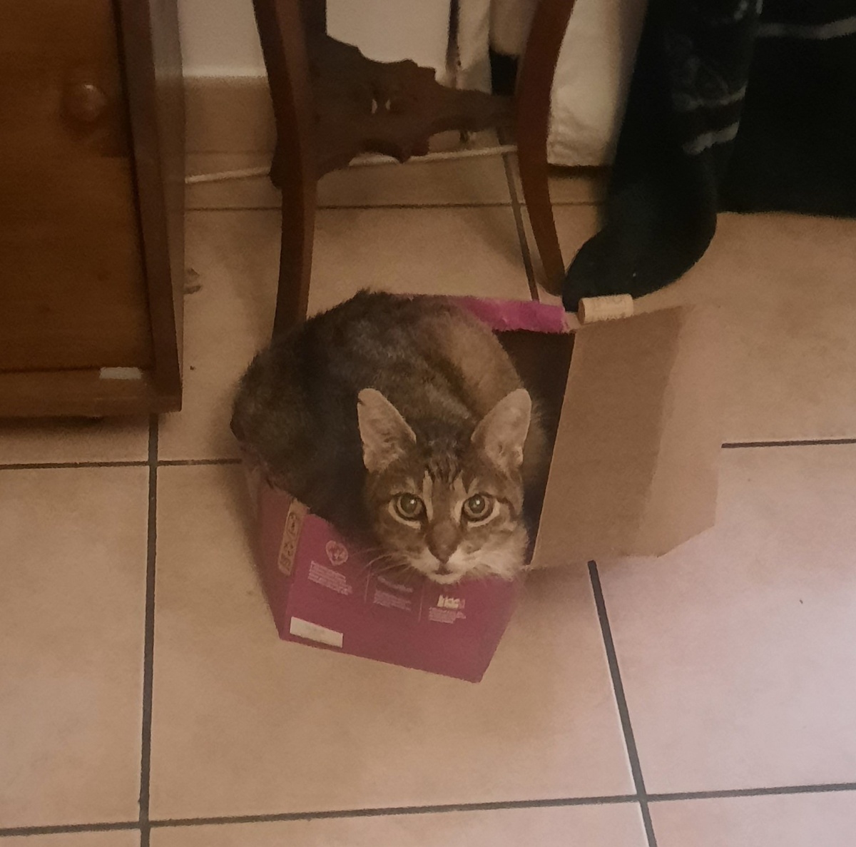 Здесь кот зачем-то загрузился в маленькую коробку, хотя у него других, побольше, хватает