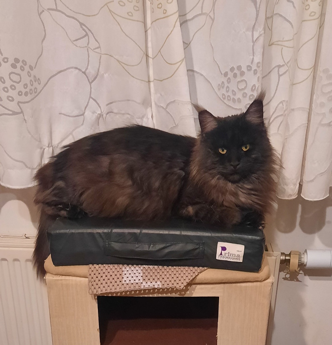 Кошка Дымка, по французки: Димка.