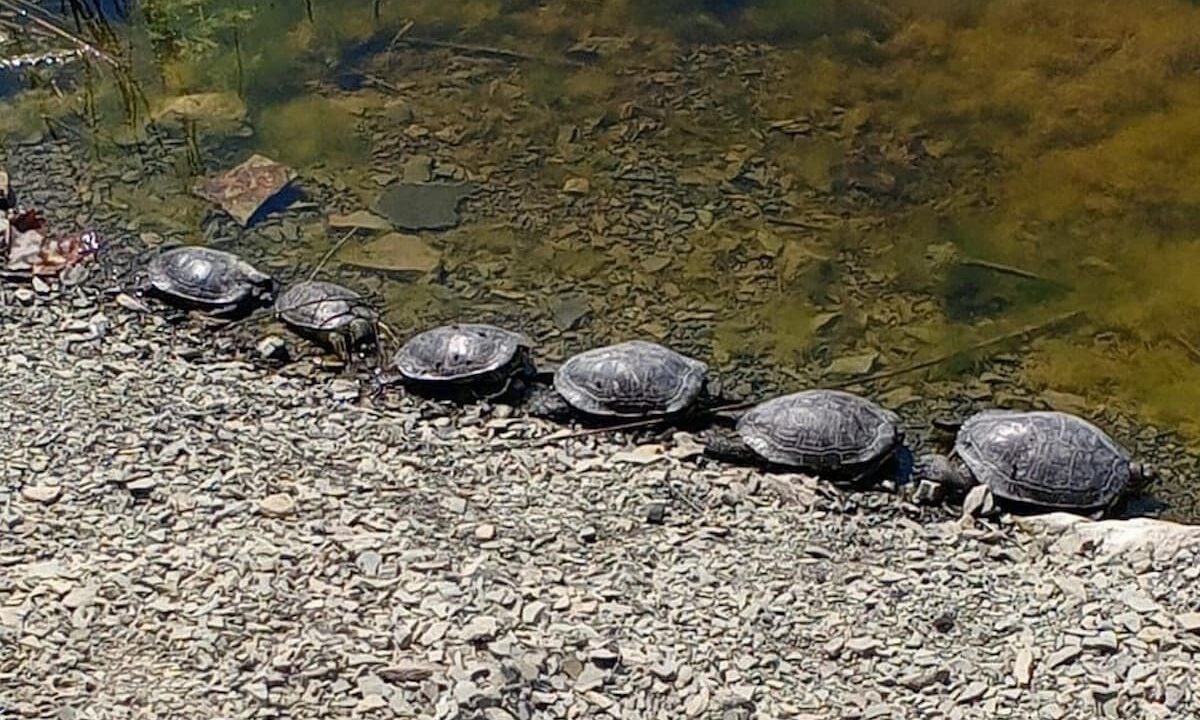    Фото t.me/pva_chp