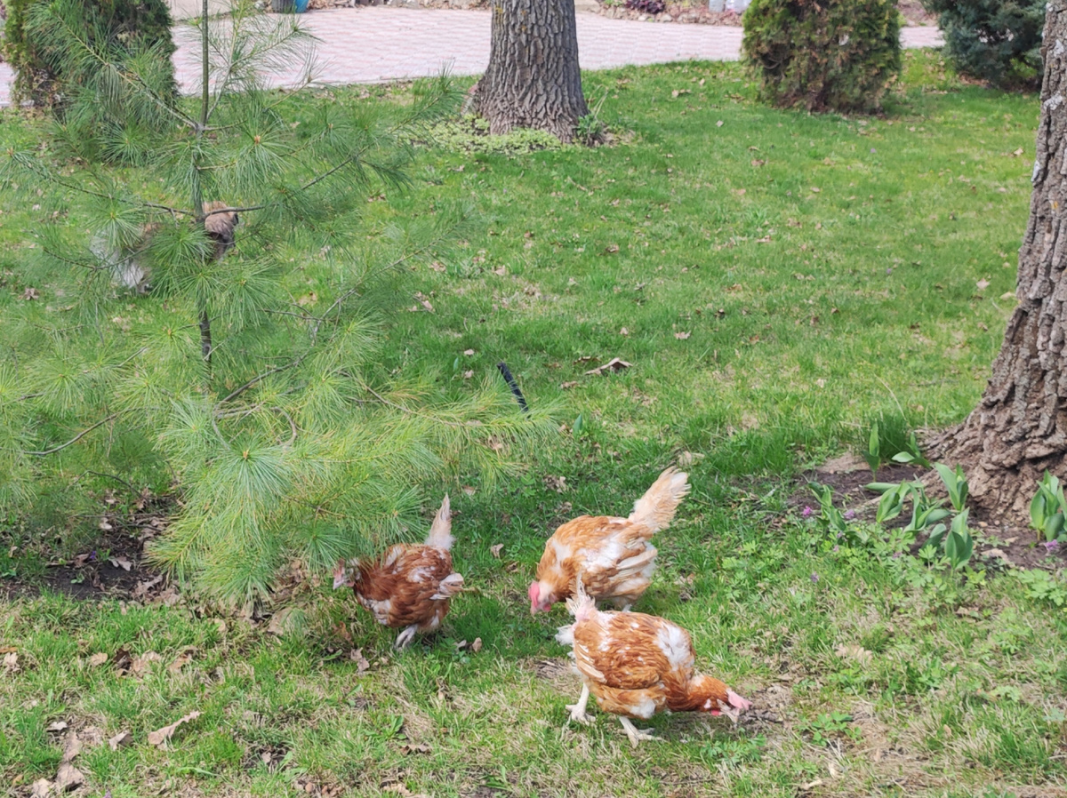 Прогулка по травке, уже не первая. Фото автора Натальи Белотеловой. 