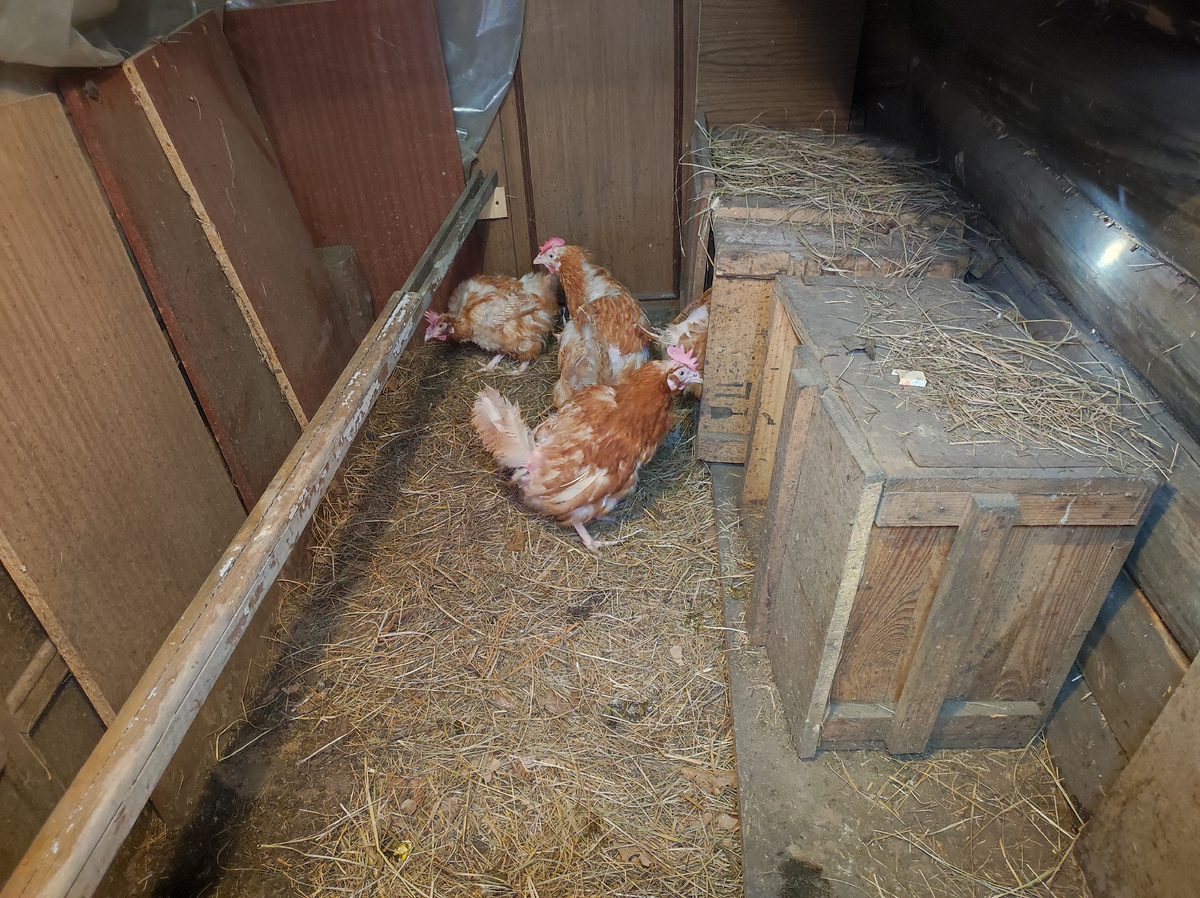 Куры в шоке после поездки. Новое жилище. Фото автора Натальи Белотеловой. 