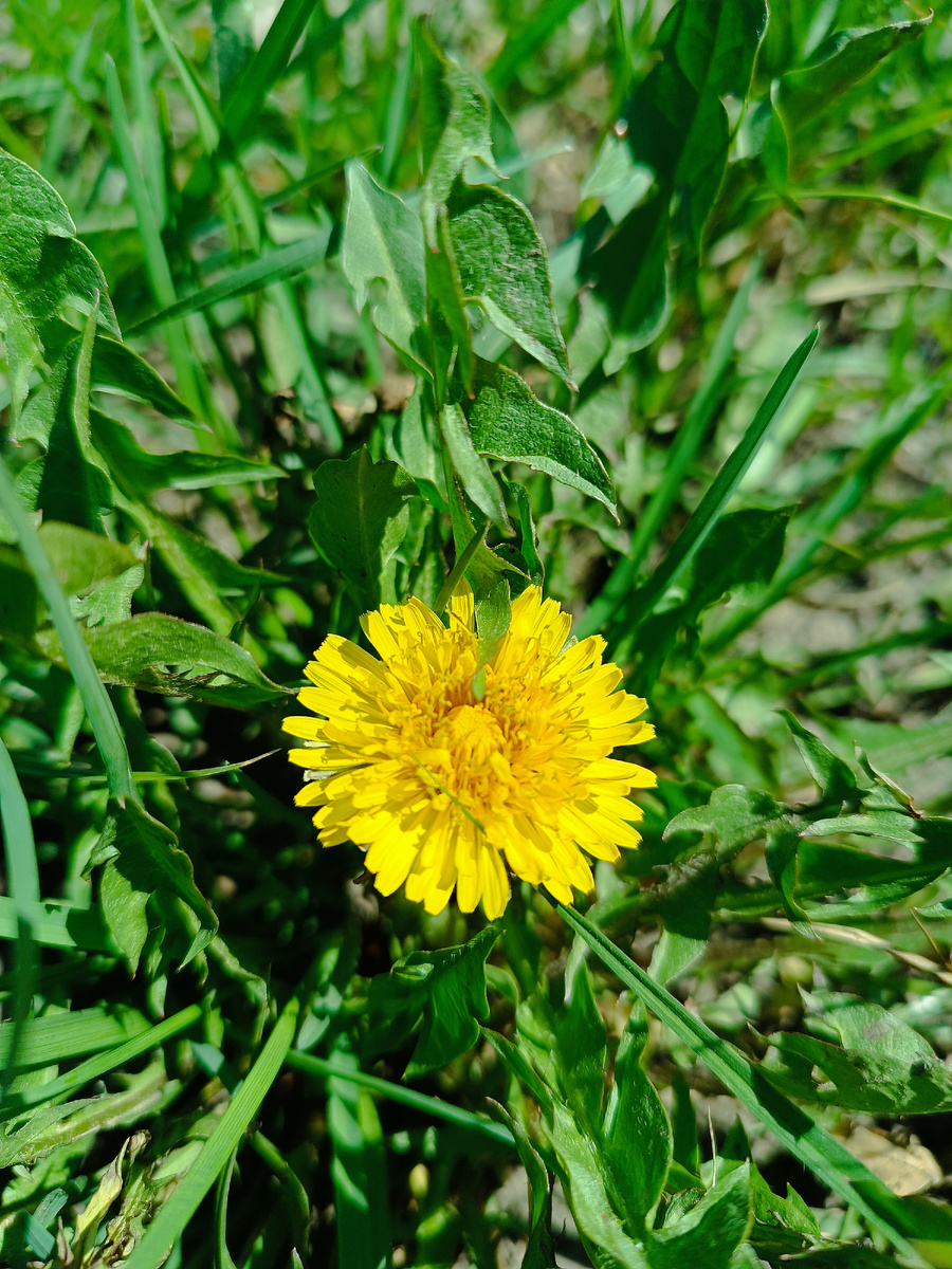 Зацвели одуванчики