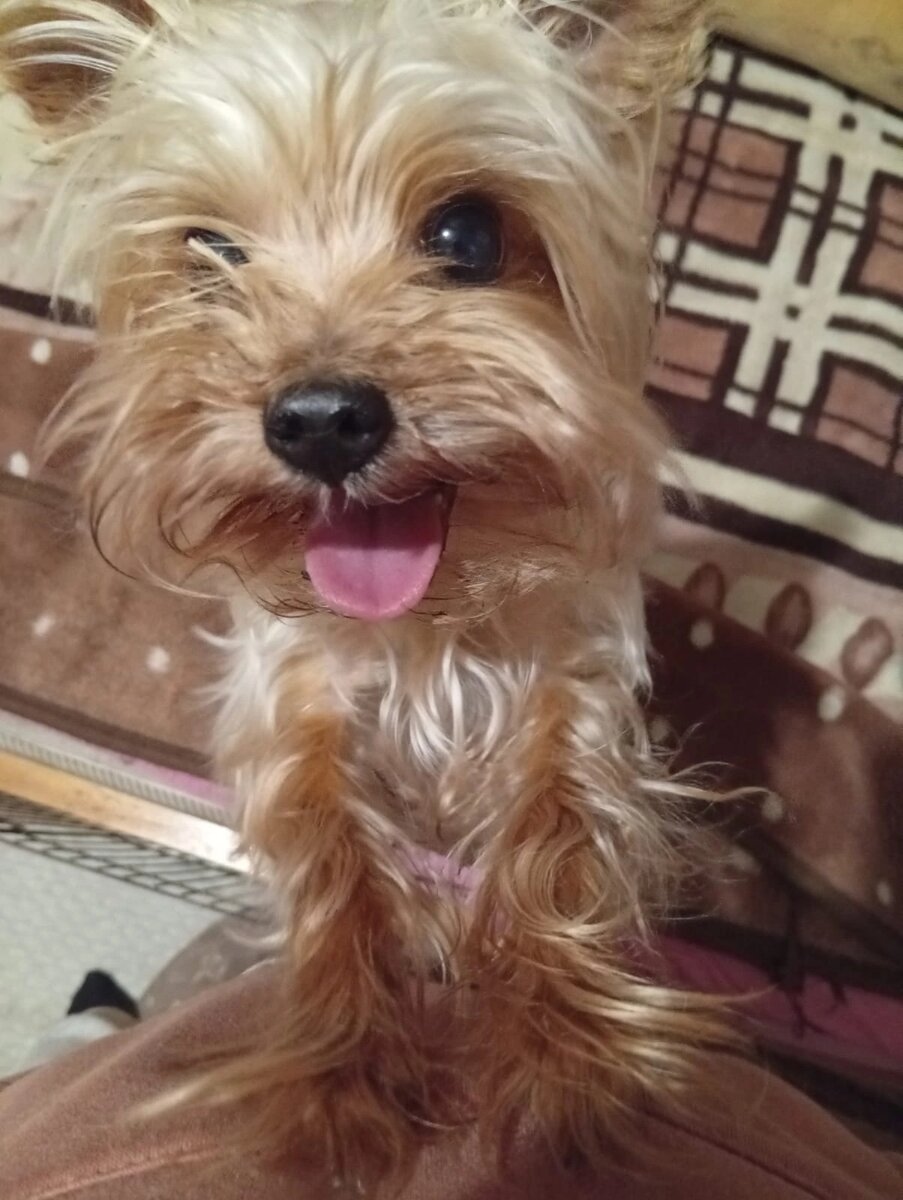 Воронеж и все города!                                    Я хочу обратить ваше внимание на историю маленького Йорка по имени Зайка, которого выбросили на улицу и который сейчас нуждается в нашей поддержке.                                       Маленькое существо, Зайка, борется за жизнь, несмотря на все трудности.