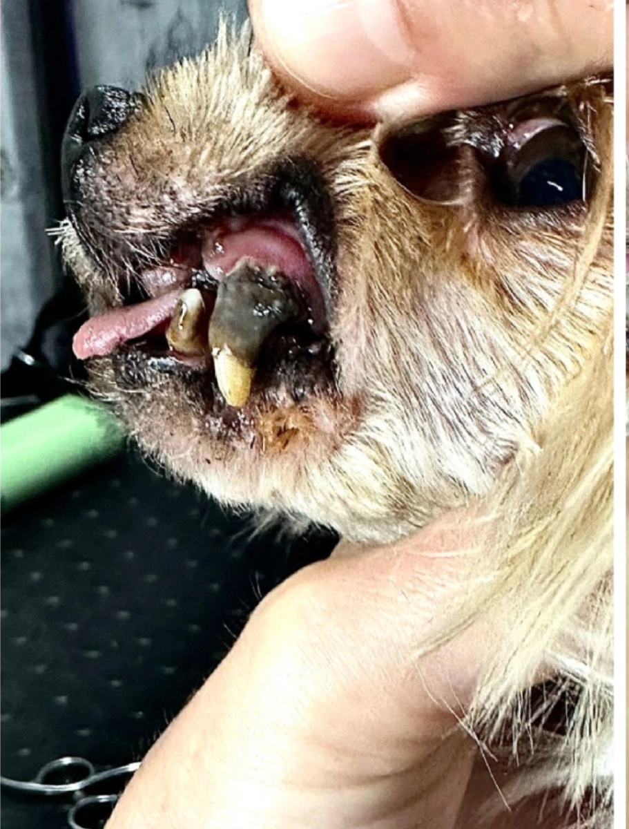 Зайка был найден в крайне истощённом состоянии — его зубы в ужасном состоянии, гниёт верхняя челюсть, и он не может нормально питаться.