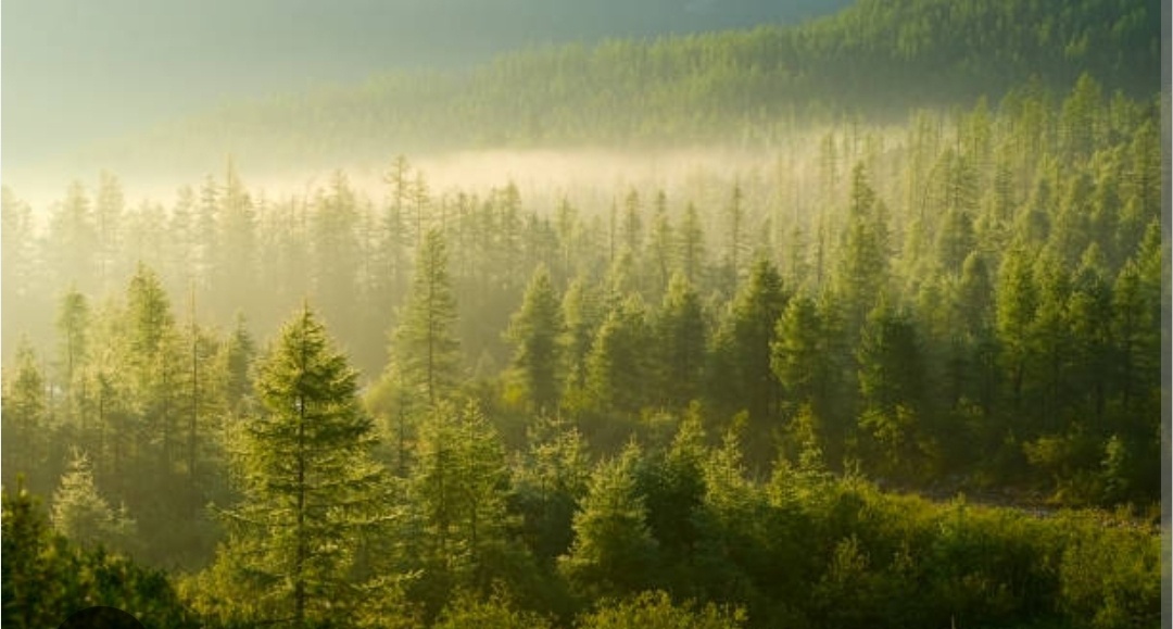 Просто красивое изображение леса