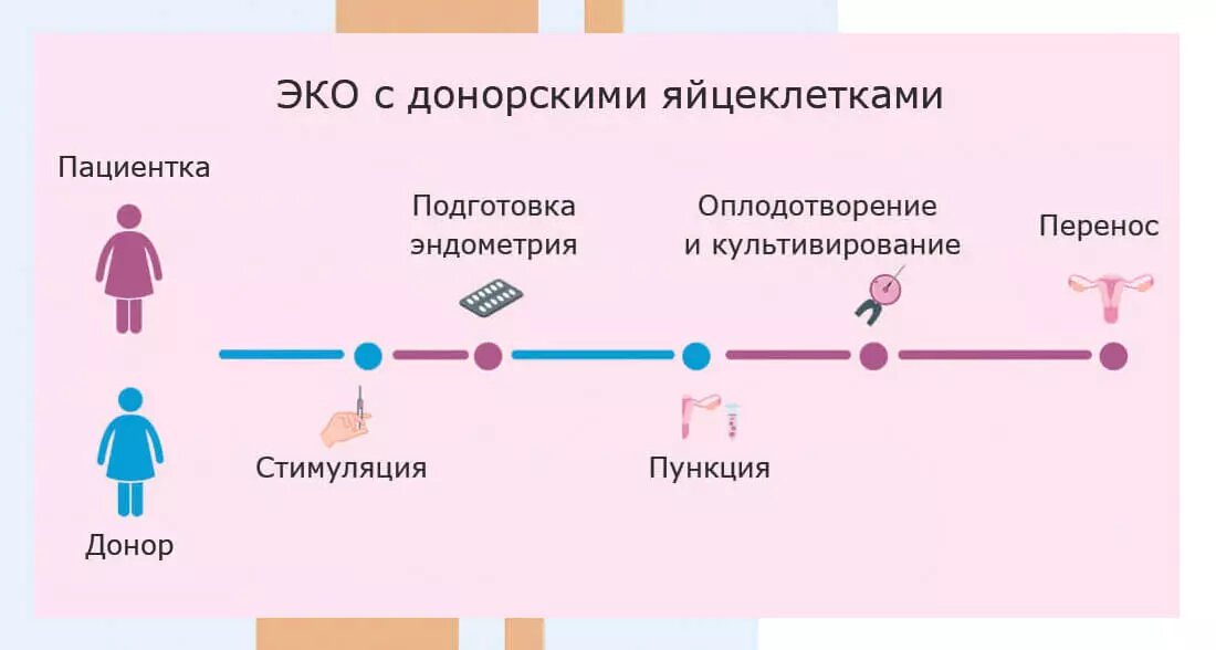 ЭКО с донорскими яйцеклетками