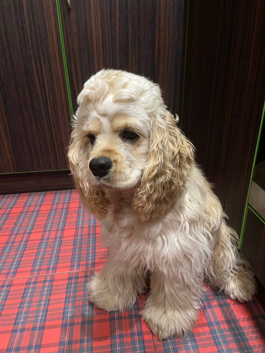 Речь про эту собачку