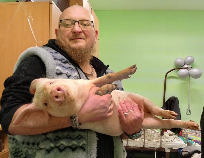 Про цыплят и поросят