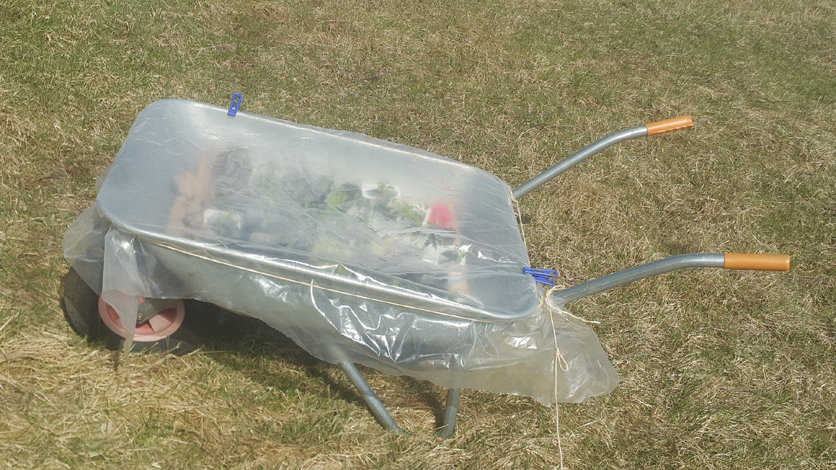 В тележку влезла большая часть рассады