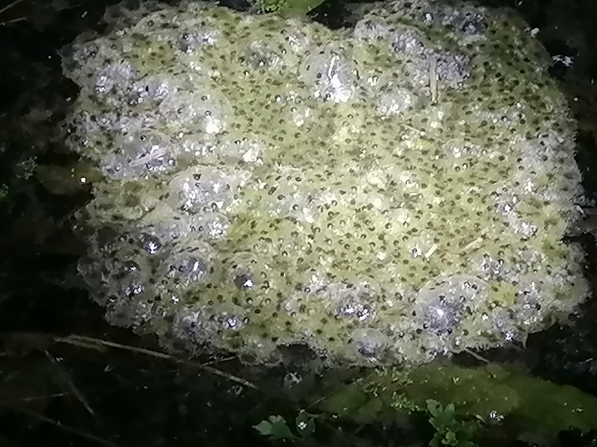 Икра лягушек