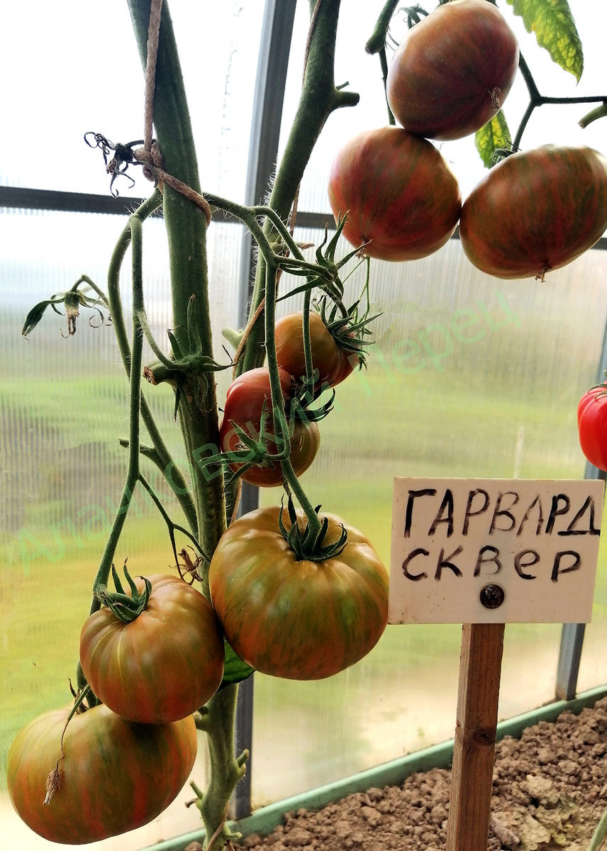 Гарвард сквер