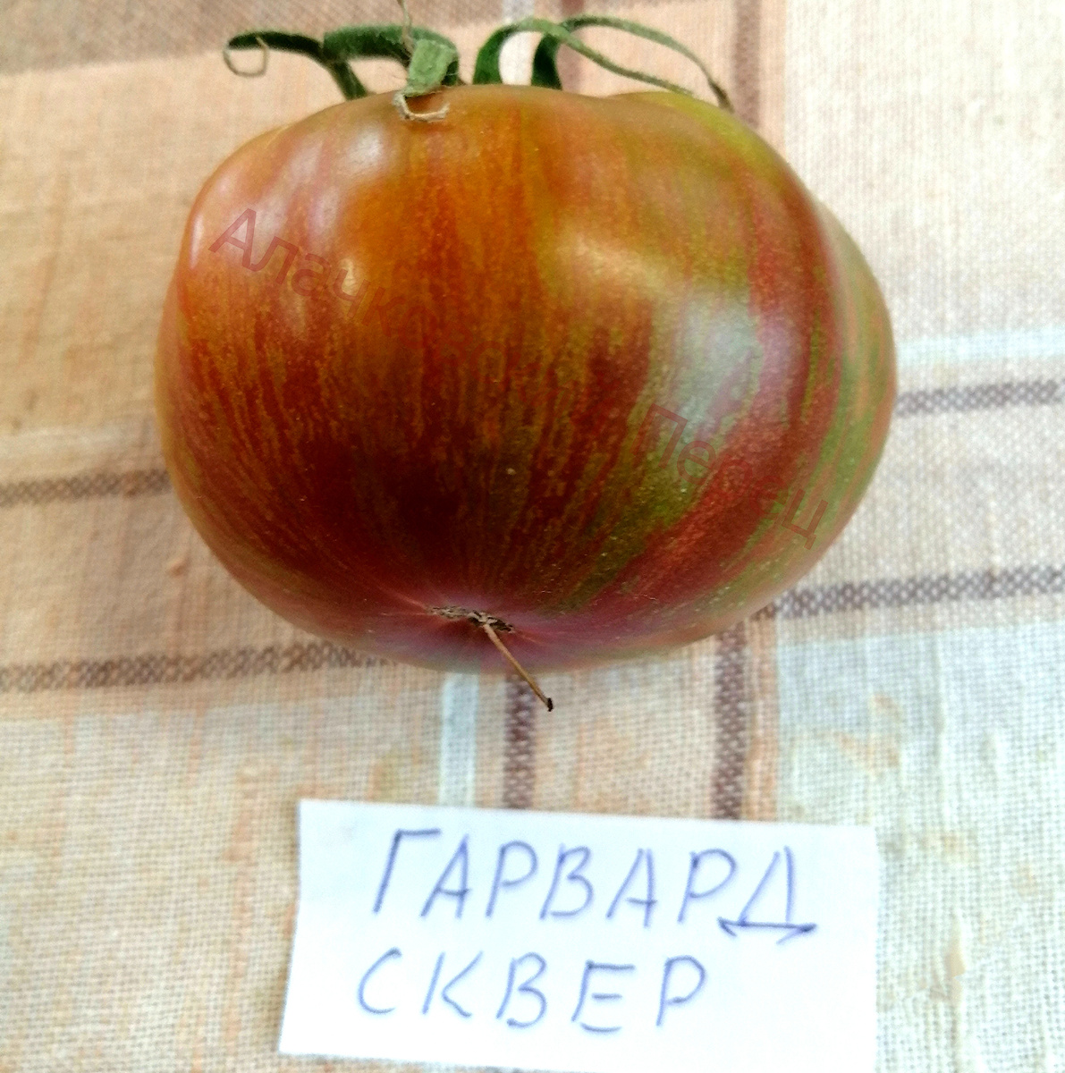 Гарвард сквер