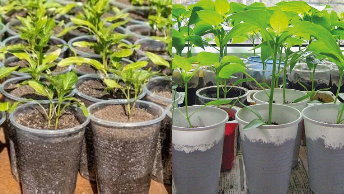 Результат применения раствора через 7 дней: слева - без обработки, справа - после двух поливов.