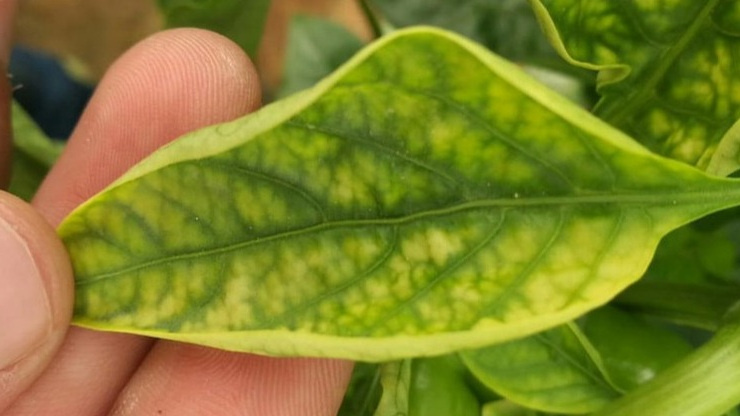 Почему рассада теряет здоровый вид