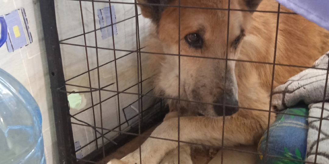 Кипит жизнь в приюте: вольеры, упрямство старичка Миши и неуловимая Лика