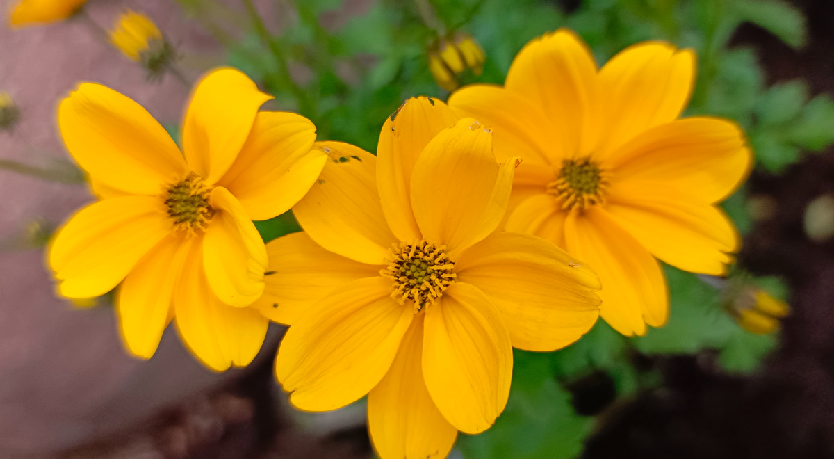 Череда:) Очень красивая! Высадила недавно в своём саду:)