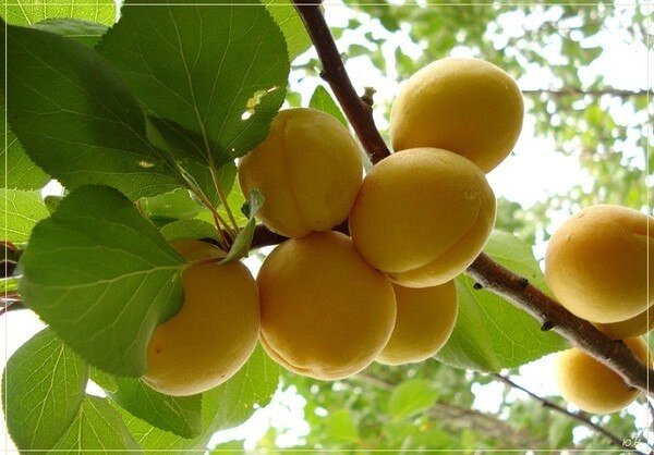 Это был сорт невероятно крупных и очень вкусных абрикосов. Все вымерзли в тот год... Остался только один полудикий абрикос, и то, листья на голых ветках начали появляться только в конце мая... Стресс получил, похоже, хороший. Но благодаря тому, что "беспородный", он выжил. А сортовые пришлось из сада убрать.... 