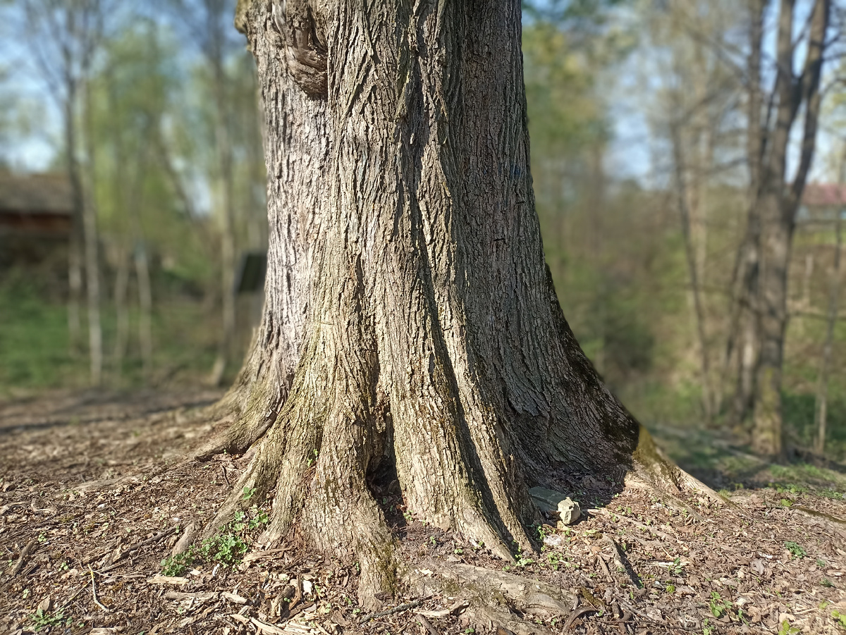 Вяз-старичок