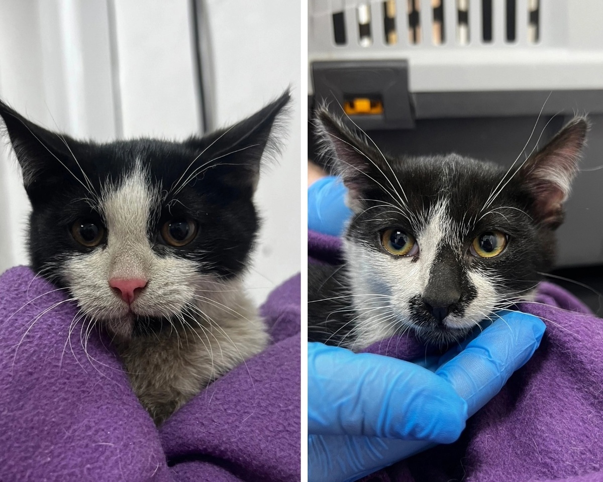 Инженер и Сторож