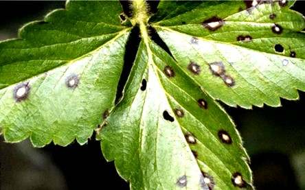 Белая пятнистость