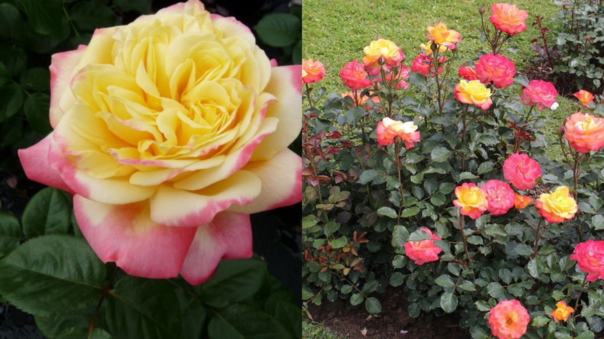 Внедряю 5 правил весеннего ухода за розами от питомника Кордес