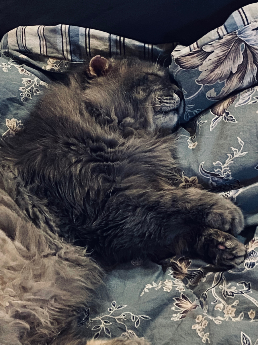 Голова болит, отстаньте все! Везде фото автора.