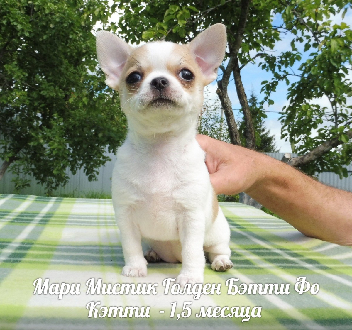 ДОЧКА ЮЛЬКИ И БОРИСА РОЖДЕНА В ПИТОМНИКЕ МАРИ МИСТИК