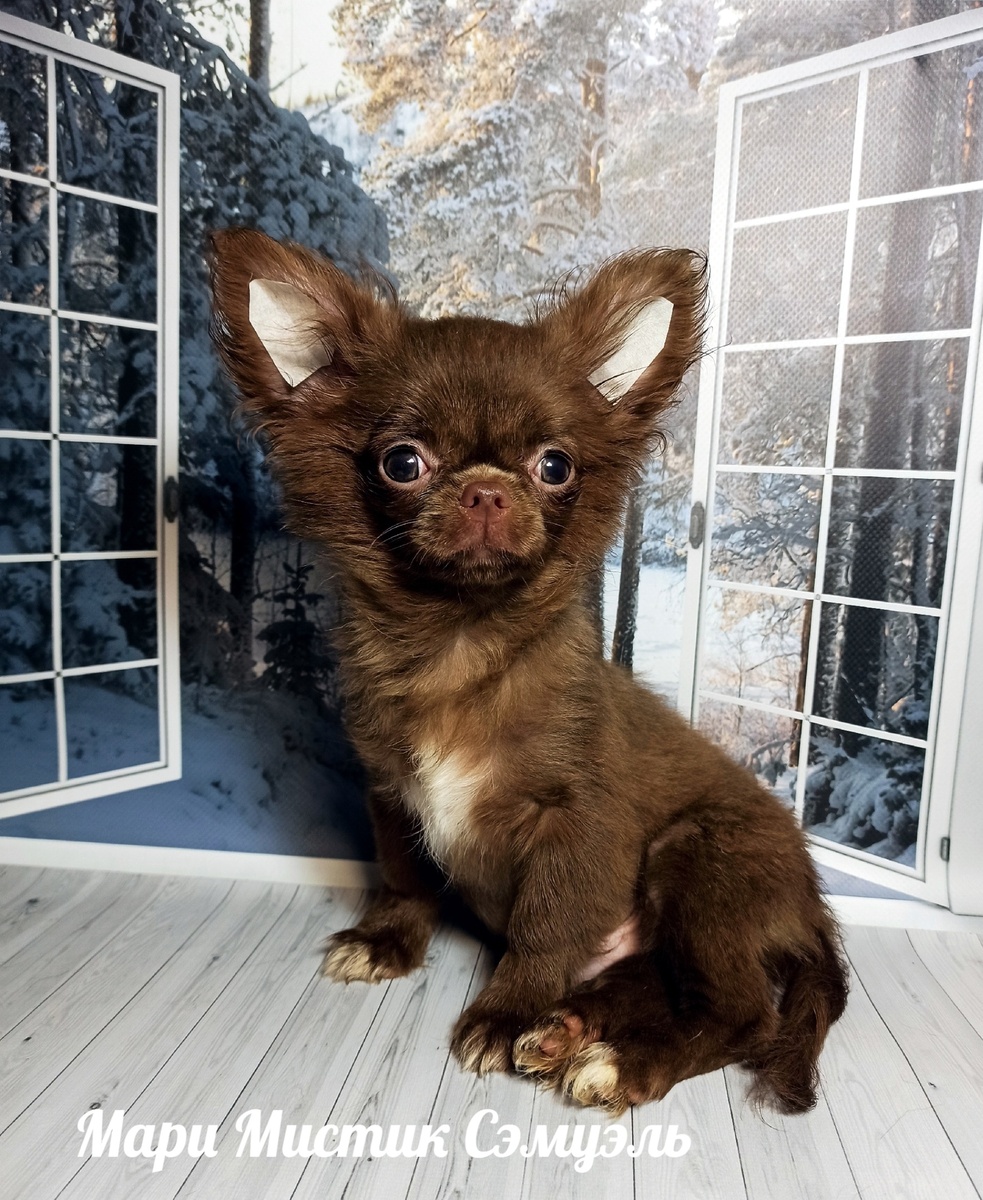 ФОТО ДЛЯ ПРИМЕРА КАК ПОДКЛЕИТЬ УШКИ ЩЕНКУ ЧИХУАХУА