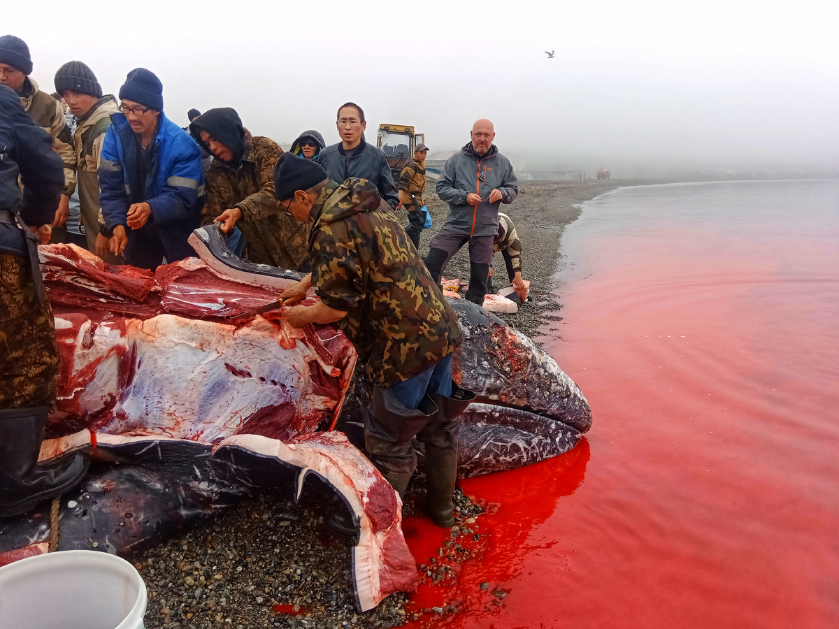 Эскимосы разделывают китёнка, август 2023. Фото из личного архива.