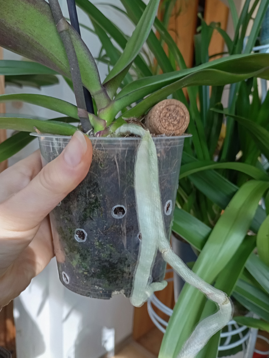 Субстрат очень влагоëмкий, торф и кокосовое волокно. Важно просушить, чтобы корни ни загнили, поэтому аккуратно делаем отверстия в местах где нет корней паяльником. 