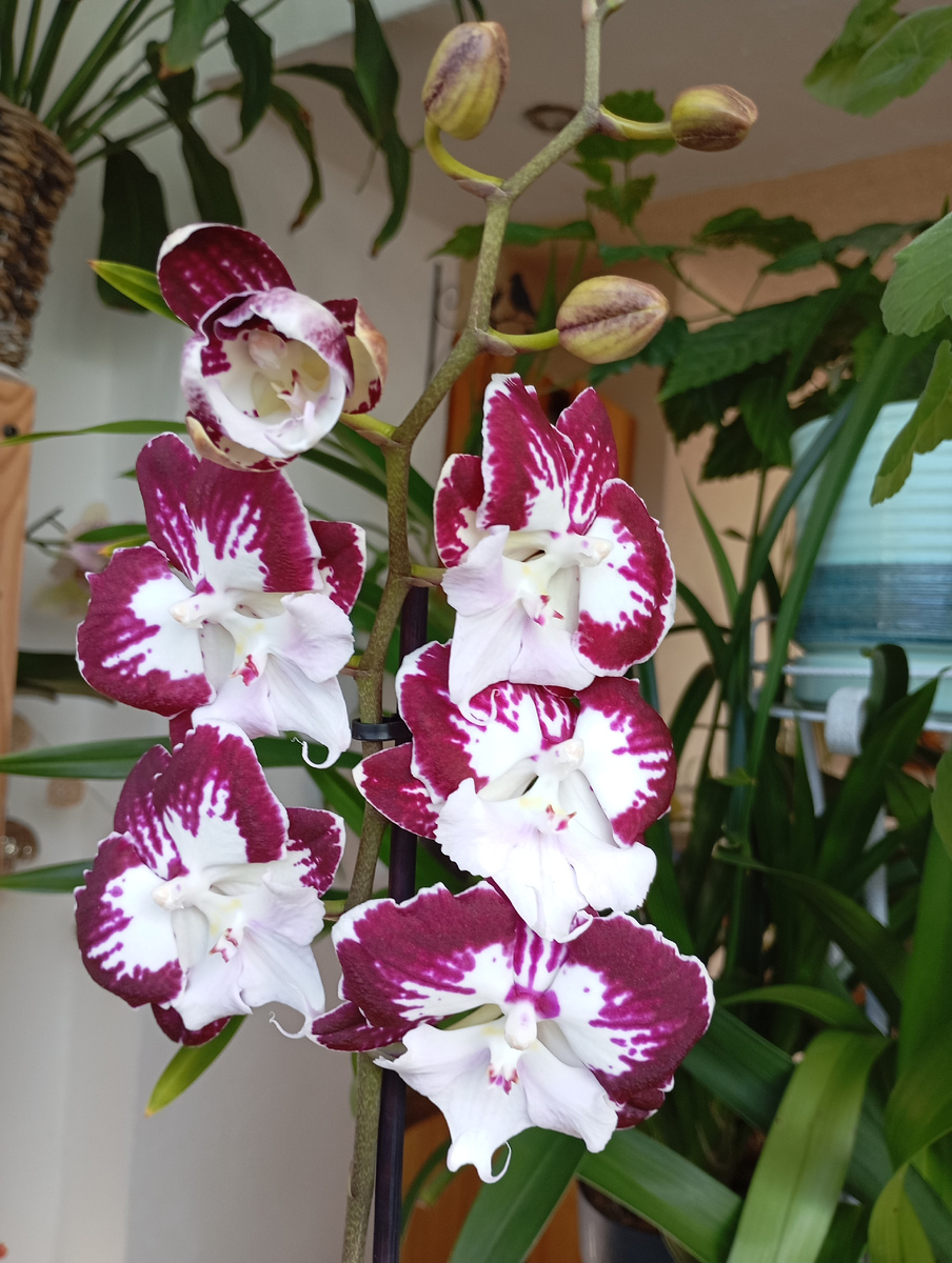  Красавец Phal. Big Lip TinkerBell Kizz распустил бутон вечером после покупки