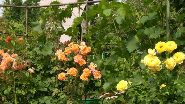 Выращиваю виноградный куст по методу французских виноделов